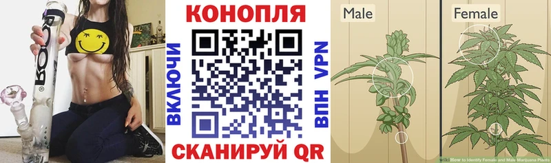 наркотики  Боготол  Бошки марихуана ГИДРОПОН 